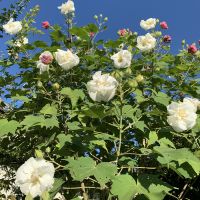 白い花 会員画像