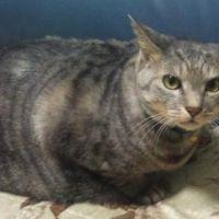 チー助 会員画像