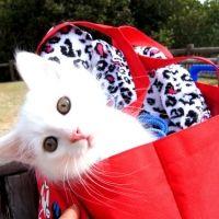 猫父さん 会員画像