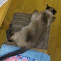 もん吉