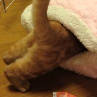 にこぷん 会員画像