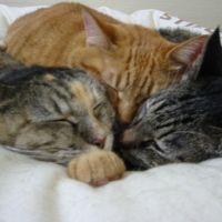 おこじょ 会員画像