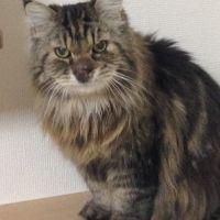 マイキーとハル 会員画像