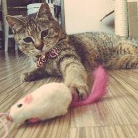 めちゃんこちゃめこ