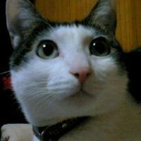チャチャ 会員画像