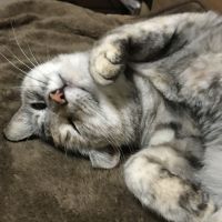 minaにゃん 会員画像