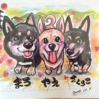 柴犬3匹飼い 会員画像