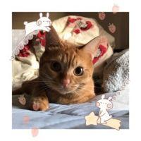 あんとも 会員画像