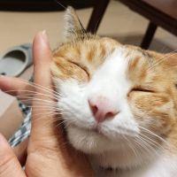 チャミコさんさん