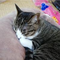 あかねえ 会員画像