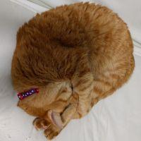 オリーブオリーブさん