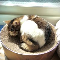 会員画像