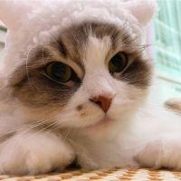 こもにゃあ 会員画像