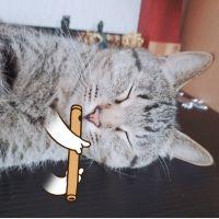 catowl 会員画像