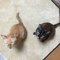 会員画像