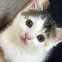 どらごんぽてと 会員画像