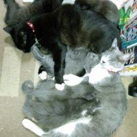 くまもとニャン太郎 会員画像