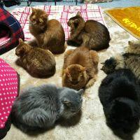 ちんぷい 会員画像