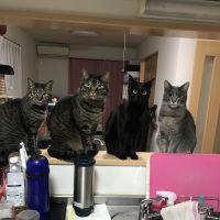 ククビビ 会員画像