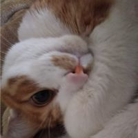 きまこんさん