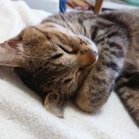 くまのこのこ 会員画像