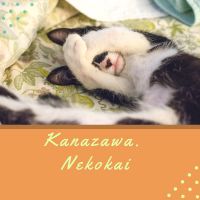 金沢 ねこ会さん