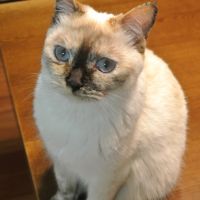 モペット 会員画像