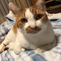 ちょこばにら 会員画像
