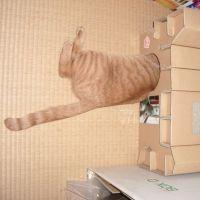 gattoさん