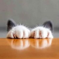 雪見おこた 会員画像