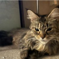 いもきんとき 会員画像