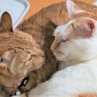 チャコと小桃の母 会員画像