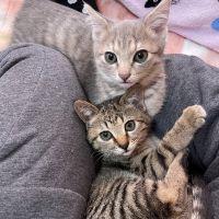 ノアマ 会員画像