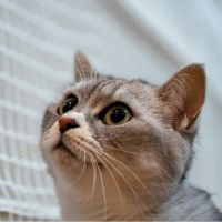 ちるるキャット 会員画像