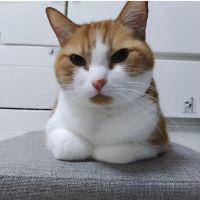 ドラリン 会員画像