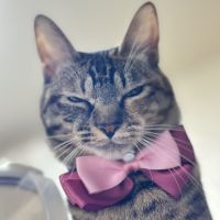 ねこぬ 会員画像