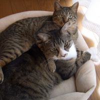 ヒチョリ 会員画像