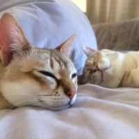 かねだみずきさん