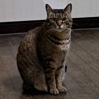 猫時々犬。さん