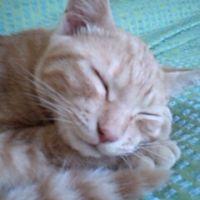 ホームニャー 会員画像