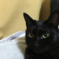 コックなのに強い 会員画像