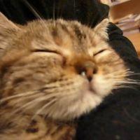 ハミング 会員画像