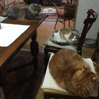 トムヒメママさん