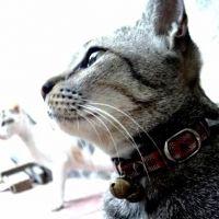 Knisa 会員画像