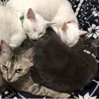 めぐ猫 会員画像