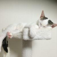 あやぷー 会員画像