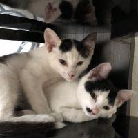 猫美咲 会員画像