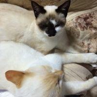 猫ちゃんfamily 会員画像