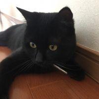 夏目 和 会員画像