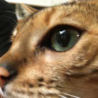 ねこねこ日本史 会員画像